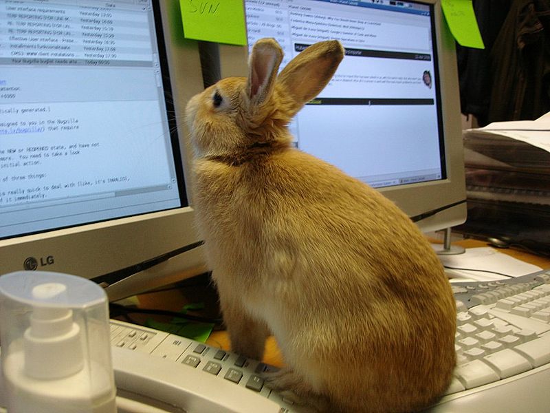 Rabbit reading PC